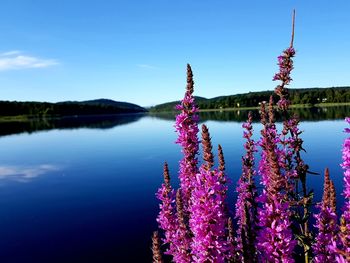 Purple flowering plants by lake against sky
