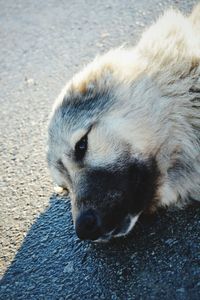 Close-up portrait of a dog