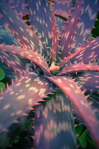 Close-up of succulent plant