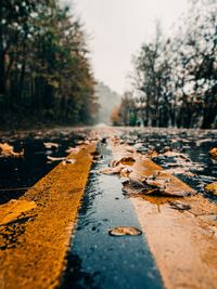 Surface level of leaves on road amidst trees