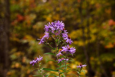 Close-up of purple flower blooming outdoors