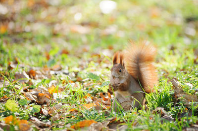 Squirrel on grass