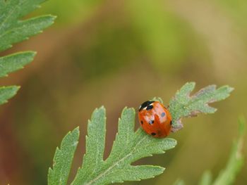 Close-up of ladybug on leaf