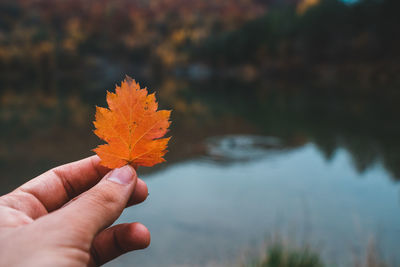 Person holding maple leaves during autumn
