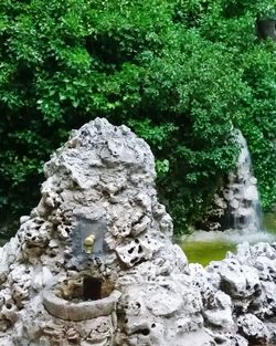 Trees growing in sunlight