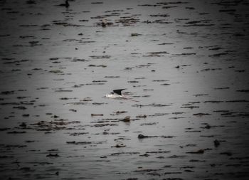 View of birds swimming in lake