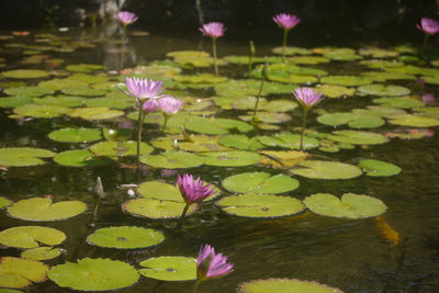 Lotus water lily in lake