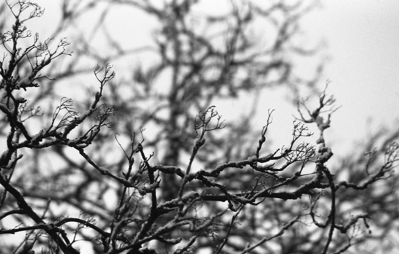 tree, branch, plant, bare tree, nature, no people, beauty in nature, day, tranquility, low angle view, sky, outdoors, selective focus, focus on foreground, close-up, growth, scenics - nature, complexity, twig, backgrounds