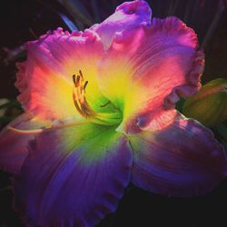 Close-up of purple flowers