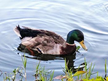 High angle view of mallard duck swimming in lake