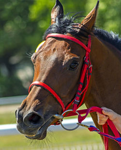 The winner, redhead stallion closeup.