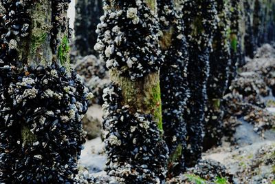 Close-up of lichen on tree trunk in forest