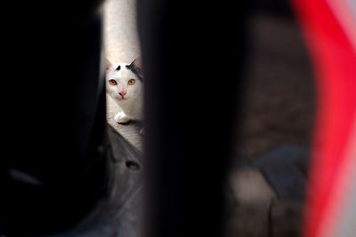 Portrait of cat on footpath