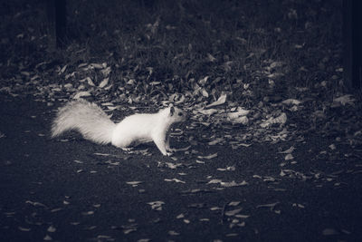 Cat lying on ground