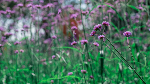 Close-up of pink flowering plants on land