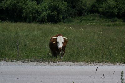 View of a horse on field