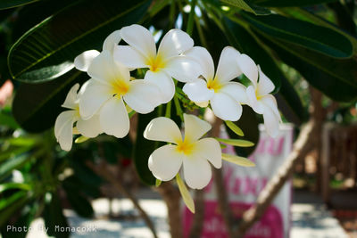 Close-up of frangipani blooming outdoors