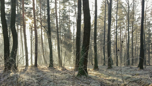 Trees in forest