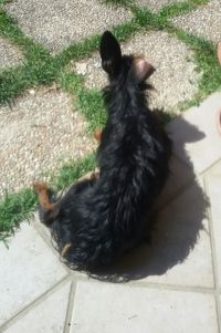 High angle view of black cat sitting outdoors