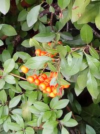 Close-up of fruits growing on tree