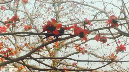 Low angle view of red flowers blooming on tree