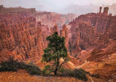 View of trees growing on rock