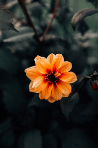 Close-up of orange flower