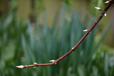 Close-up of branch with buds