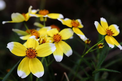 Close-up of yellow flowering plant