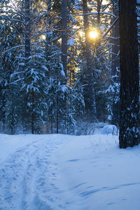 Trees on snow covered field in forest