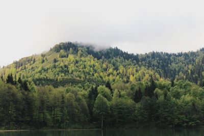 Scenic view of forest against sky