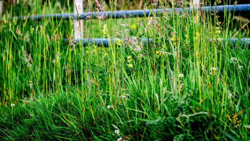 Plants growing on field