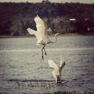 Seagull flying over white background