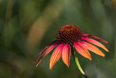 Close-up of orange flower