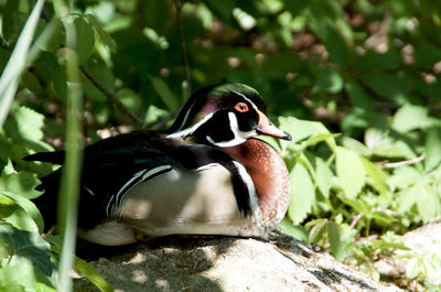 Close-up of bird on plant