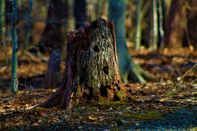 Close-up of tree stump in forest