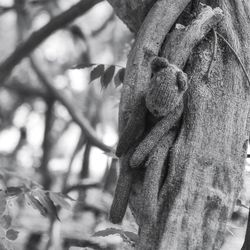 Close-up of tree trunk