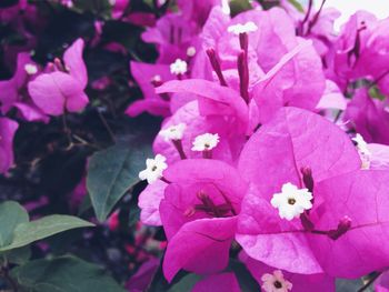 Close-up of pink flower