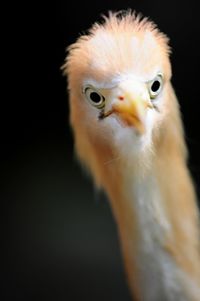 Close-up of a bird