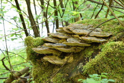 Close-up of plants against trees