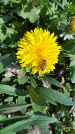 Close-up of yellow flower