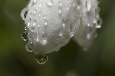 Macro shot of fresh wet white petals