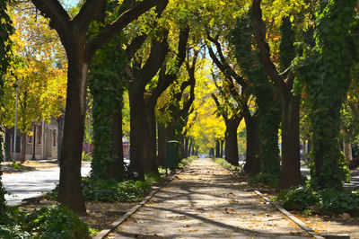 Trees on diagonal street in spring