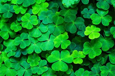 Full frame shot of green leaves