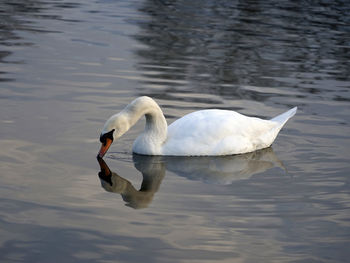 Beautiful white swan drinking water on the water surface with reflection