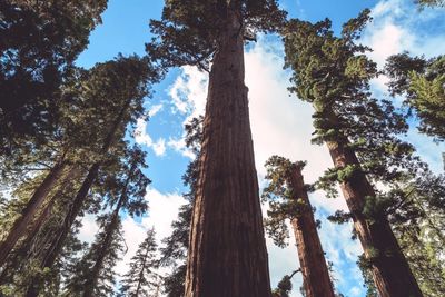 Low angle view of trees against sky