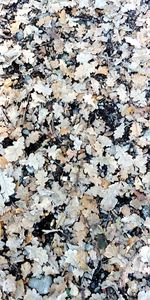 Full frame shot of dry leaves on field