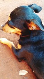 Close-up of dog relaxing outdoors