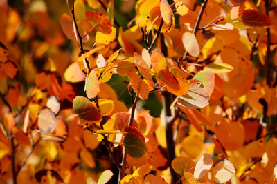 Close-up of yellow flowering plant during autumn