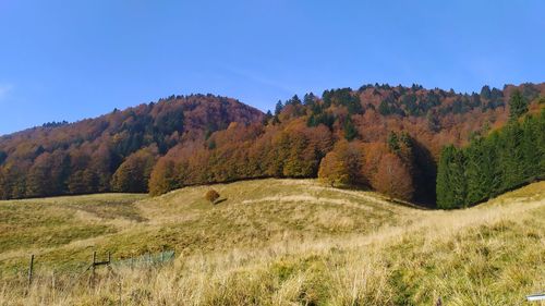 Scenic view of field against clear blue sky